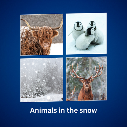 Christmas Cards